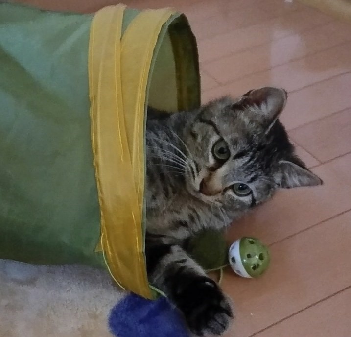 猫①